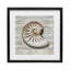 «Cowrie Shell on Shiplap», reproduction par Amber Sterling-1530734157-1530734158