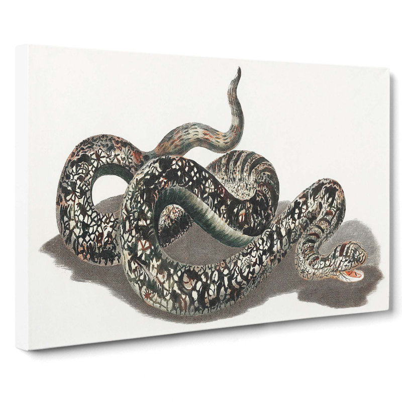 Snake by Johan Teyler - Wrapped Canvas, 40cm H x 60cm W x 3cm D