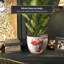 Vase-1915520577