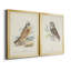 Hawk Owl - ensemble de 2 peintures sur toile encadrées-178982312-178982316