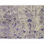 Area Rug-64646162