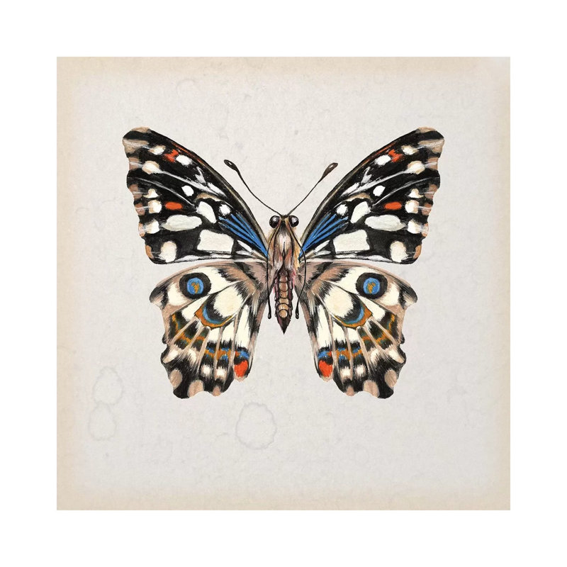 Butterfly Study II by Melissa Wang - Wrapped Canvas Painting, 93.98 cm H x 93.98 cm W
