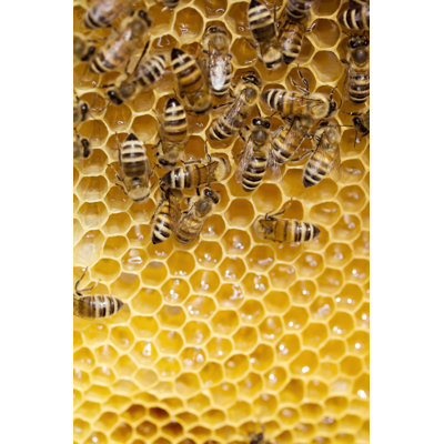 Abeilles travaillant sur un nid d'abeilles par Grafissimo