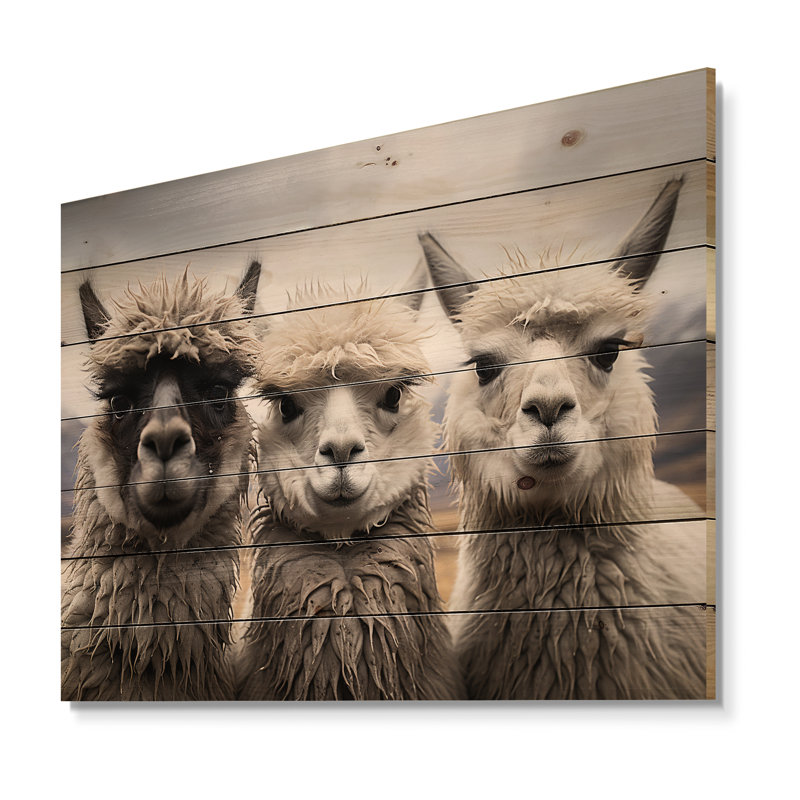 Alpacas, photographie de paysage monochrome sur bois, H 10 po x l 20 po x P 0,78 po