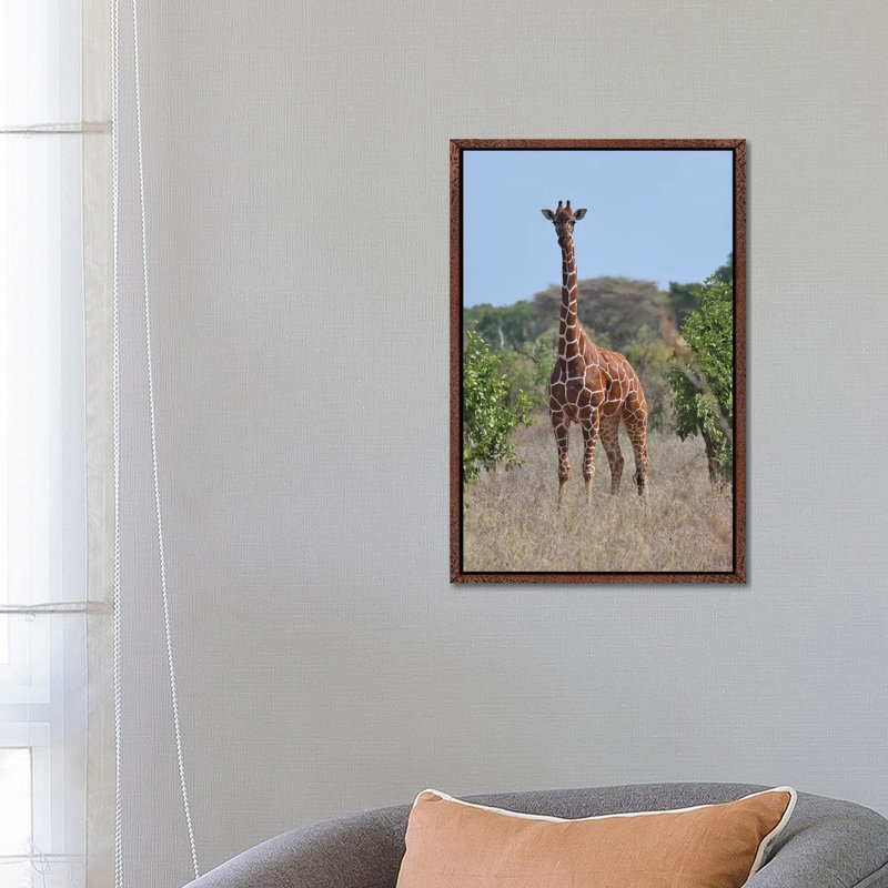 Reticulated Giraffe Frontal by Elmar Weiss - Print on Canvas, Classic Brown Wood Framed, 66.04 cm H x 45.72 cm W