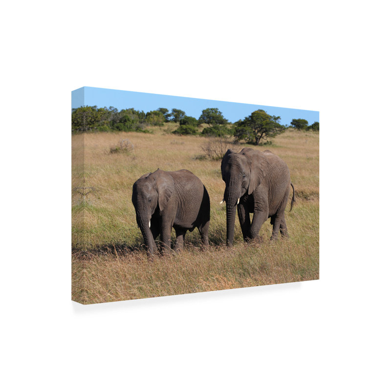 Art sur toile éléphant, Bob Bob Langrish, H 12 po x l 19 po