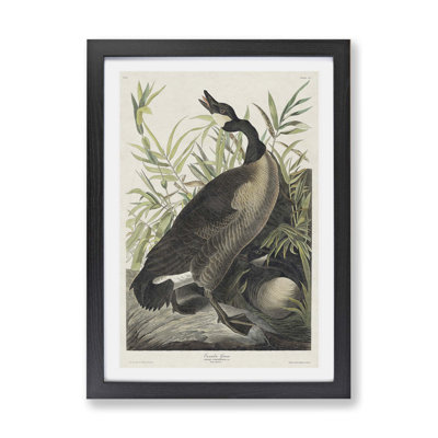 Canada Goose by John Audubon - Framed Print