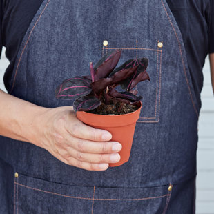 House Plant Shop Live Foliage Plant
