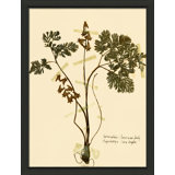 Pressed Botanical 27 Print