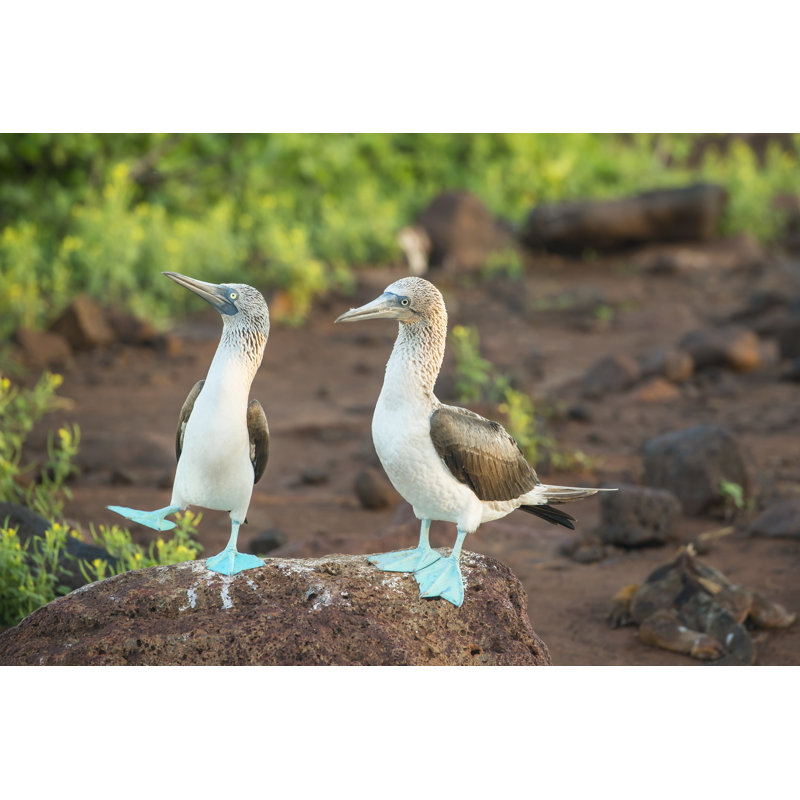 Blue-Footed Booby by Guenterguni, 24" H x 36" W