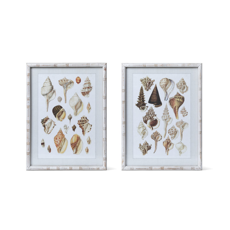 Seashell Collection Prints