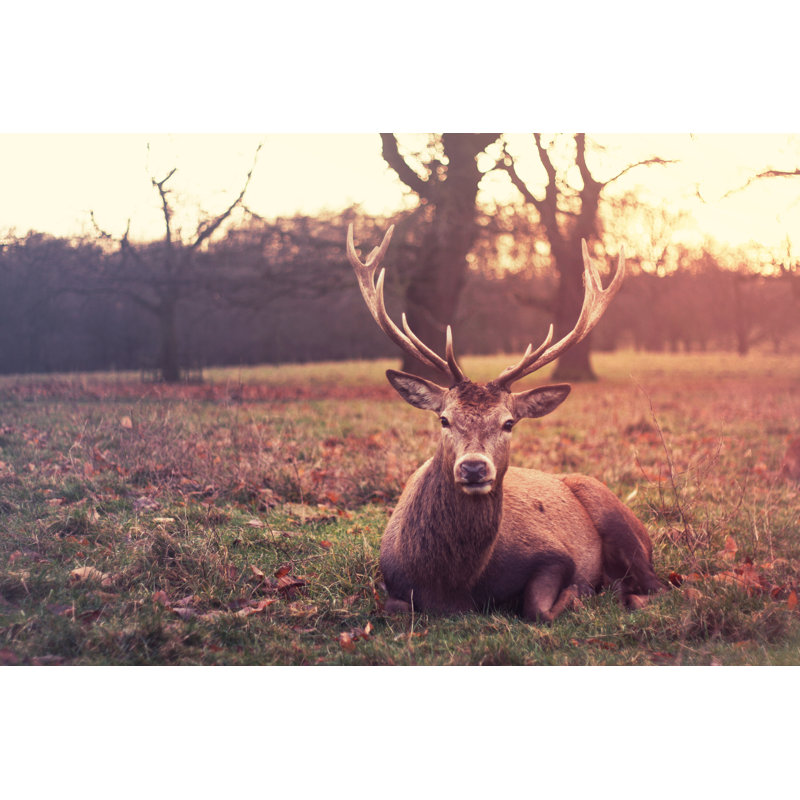 Deer by Steffywok - Wrapped Canvas Print, 30cm H x 46cm W