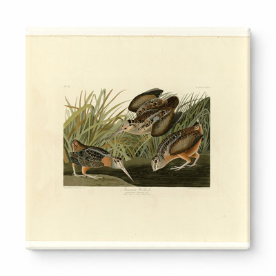American Woodcock, Plate 268 — Square Canvas Wall Art
