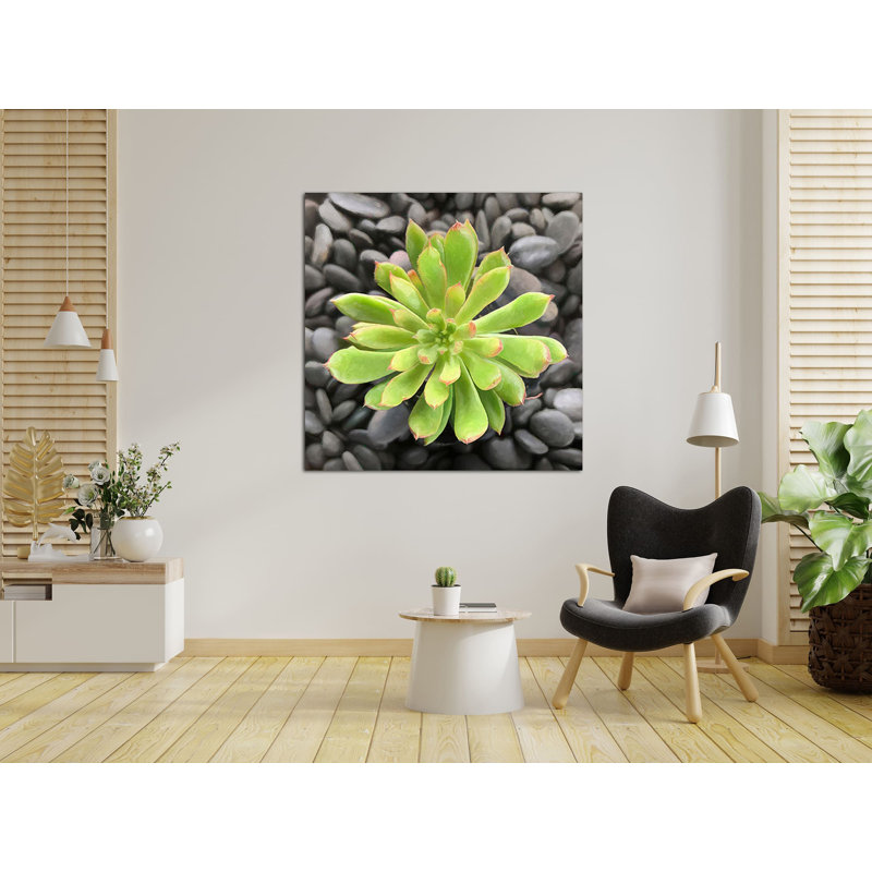 Haworthia Cooperi I - impression sur toile tendue, H 16 po x l 16 po x P 1,5 po