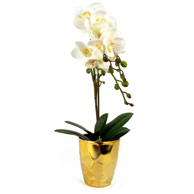 Anneus 54cm Plant