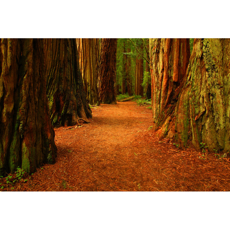Redwood Trees - Wrapped Canvas Print, 20cm H x 30cm W x 3.8cm D