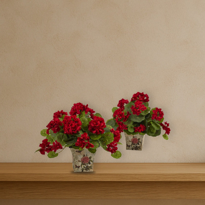 Géranium à fleurs avec pot de fleurs