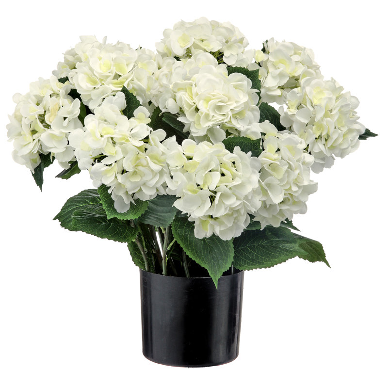 Hortensia de jardin 22 po, Hortensia de jardin blanc en pot