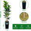 Figuier figuier artificiel 5/6 pi avec pot de fleurs, faux ficus avec tronc de bois pour la maison et le bureau-676304648-676304662