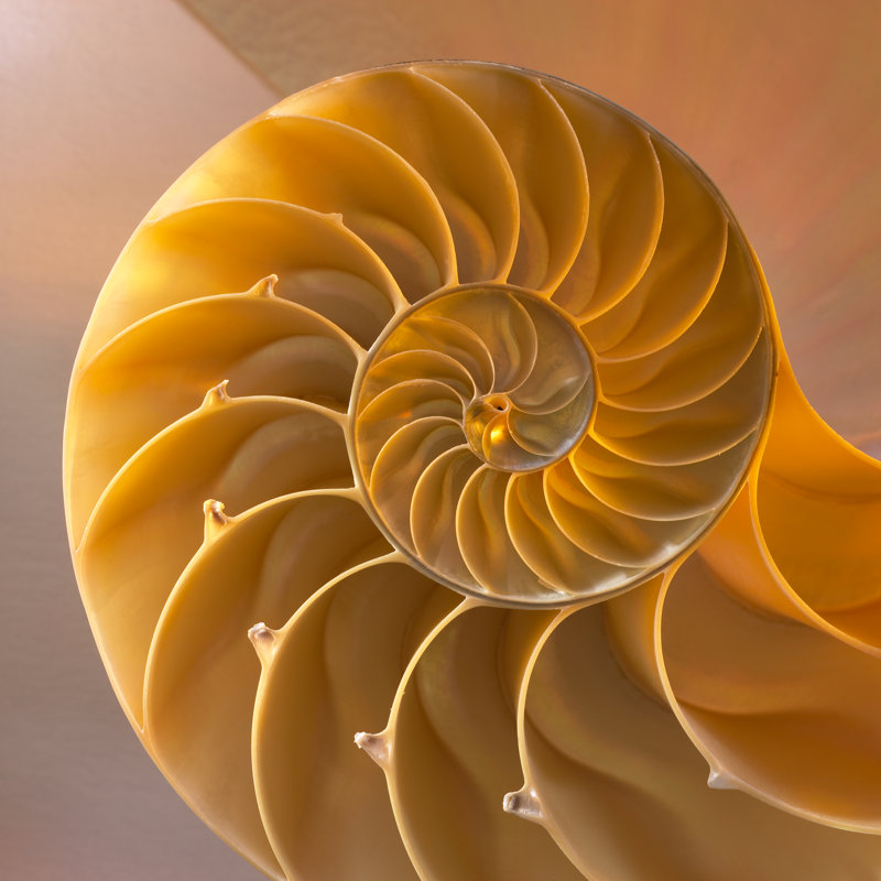 Inside Of Nautilus Shell Showing Spiral by ALEAIMAGE - Wrapped Canvas Print, 91cm H x 91cm W