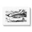 Assortment Of Whales by John Karst - Wrapped Canvas Painting-55304317