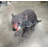 Tasmanian Devil Life Size Statue