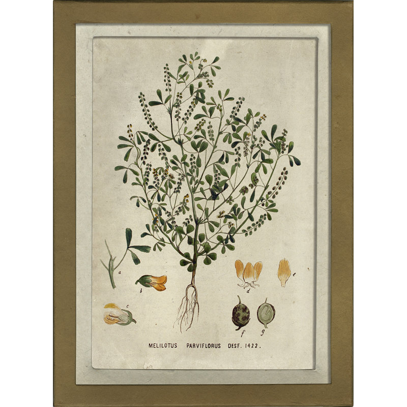 Botanical Print