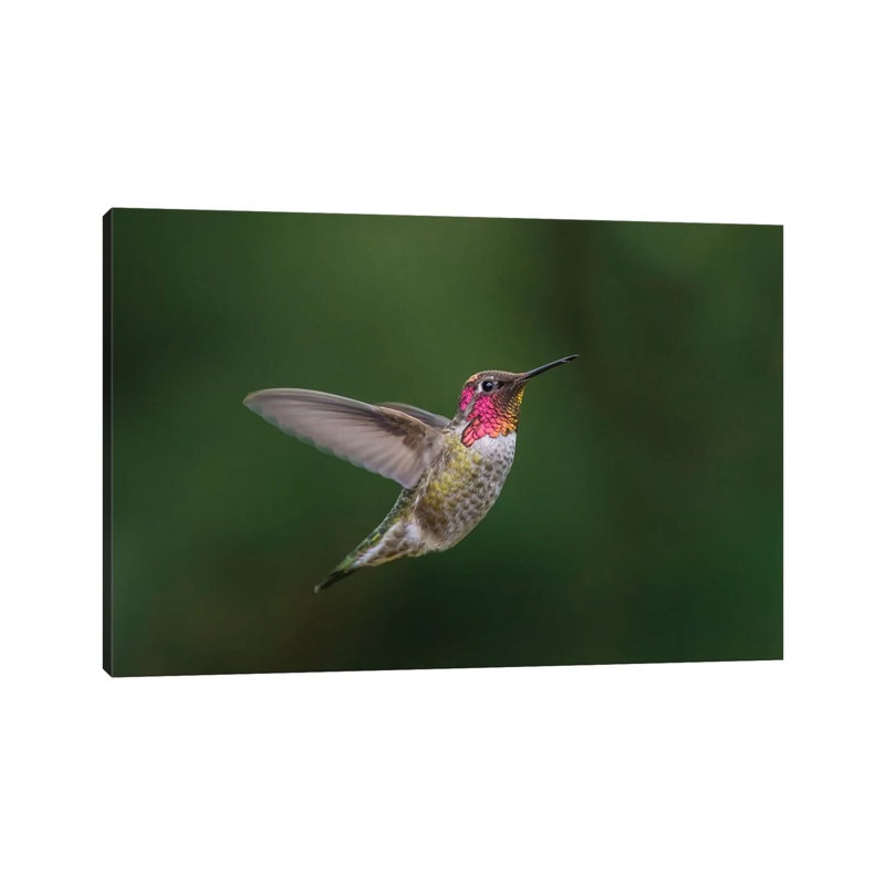 USA, Male Anna'S Hummingbird (Calypte Anna) Displays Its Gorget While Hovering In Flight. by Gary Luhm - Wrapped Canvas Print