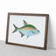 Bream Fish by Edward Donovan - Picture Frame Painting Print-55513203-55513209