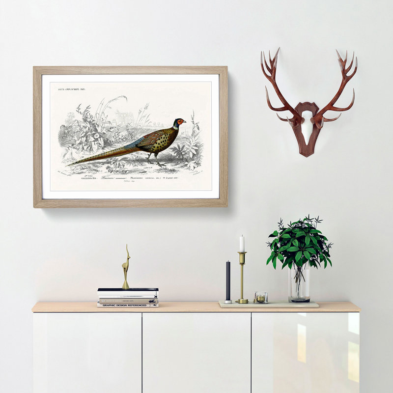 Pheasant Illustration by Charles D' Orbigny - Picture Frame Painting Print, Oak Framed, 36cm H x 48cm W x 2cm D
