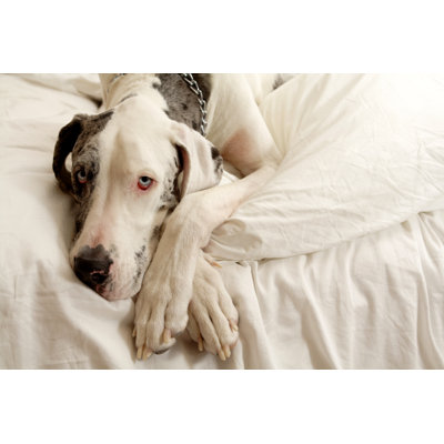 Merle Great Dane by Christopherbernard