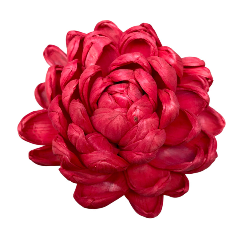 Tige de Farnum Chrysanthemum