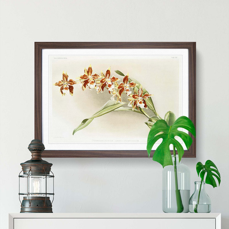 Magnolia Flowers Illustration Tab. 33 by Frederick Sander - Picture Frame Painting Print, Walnut Framed