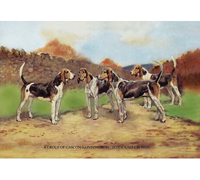 « a group of gascon-saintongeois foxhound crosses » par baron karl reille, reproduction d’art