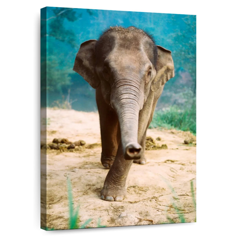 Brampt Curious Baby Elephant, 24" H x 16" W