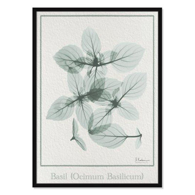 Jeanette "Basil Ocimum Basilicum" Painting