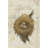 Nest - Sparrow-907350605