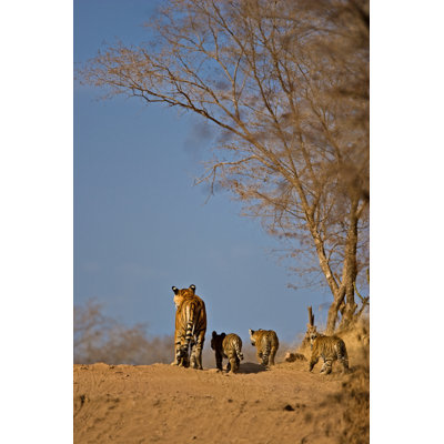 Haben Tiger - Wrapped Canvas Print