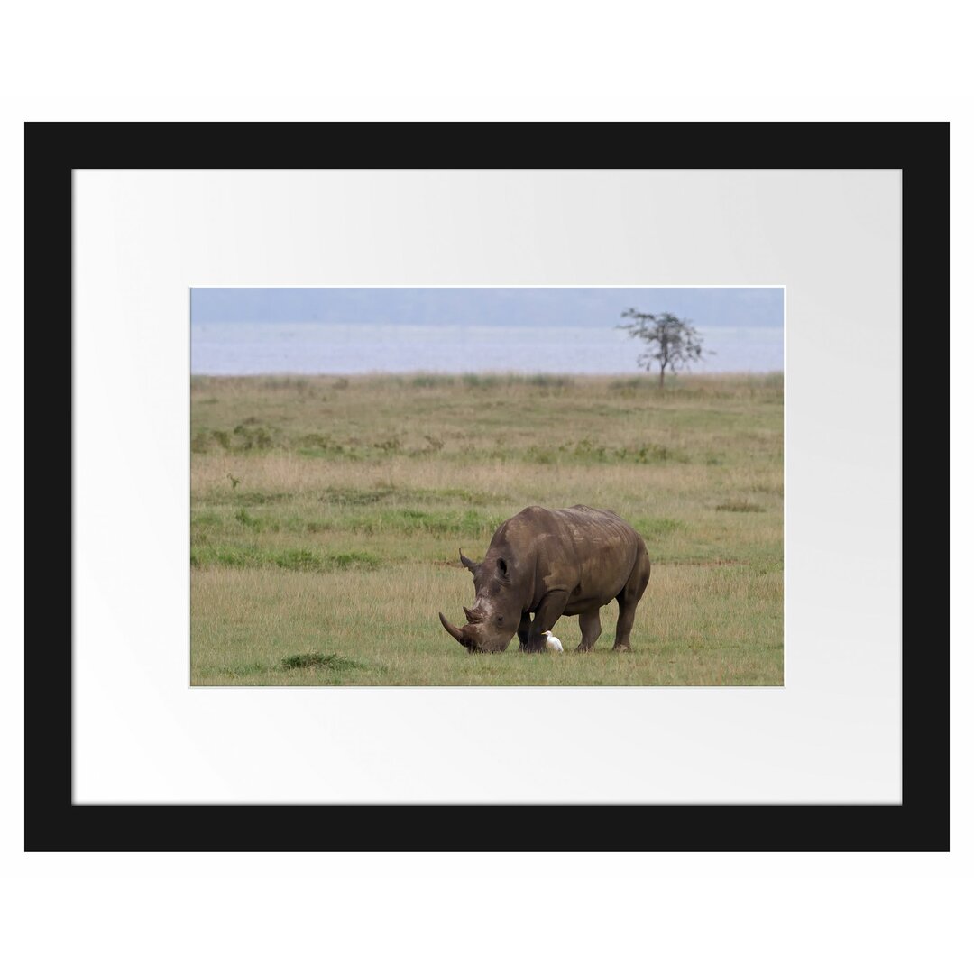 Gerahmtes Poster Großes Nashorn beim Fressen