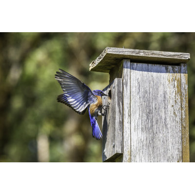 Male Western Bluebird - Wrapped Canvas Print