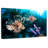 Brampt Atlantic Ocean Lionfish-108732103