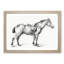 Horse with a Saddle by Jean Bernard - Framed Print-55579128-55579126