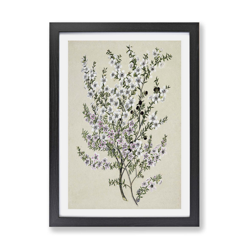 Manuka Flowers by Sarah Featon - Framed Print, 33cm H x 45cm W x 2cm D, Oak