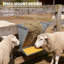 Feeder-89953828