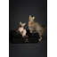 Lit pour petit chien Noah & Paw, lit pour chat d'intérieur, mousse viscoélastique orthopédique imprégnée de gel rafraîchissant, housse intérieure imperméable lavable à la machine (collection Denim)-115291331-115291330