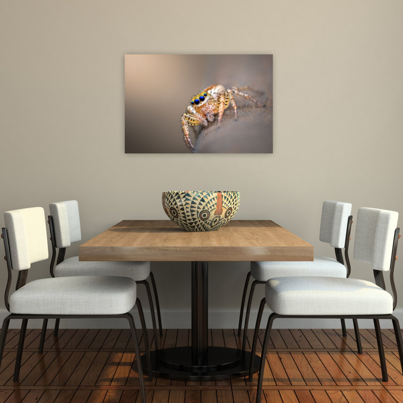 Affiche murale contemporaine représentant une araignée sauteuse aux yeux bleus, 24" H x 36" W