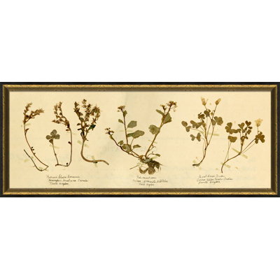 Pressed Botanical 13 Painting