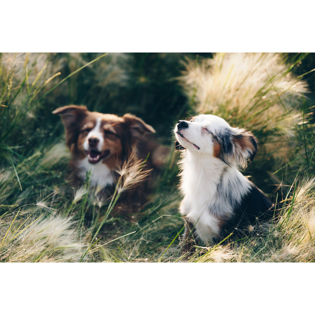 Sonnenbadende Mini Australian Shepherds von Ktmoffitt - Kunstdrucke auf Leinwand