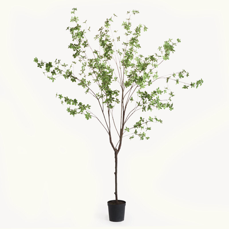 ARBRE D'OLIVE SHADY LADY