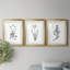 Inky Botanical I - Ensemble de 3 peintures-817928874-818675230